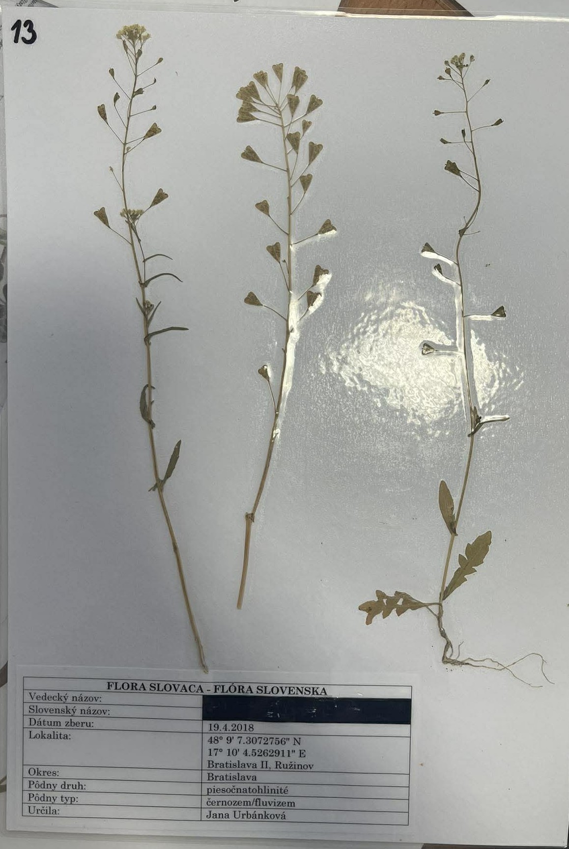 Rastlina Capsella bursa-pastoris